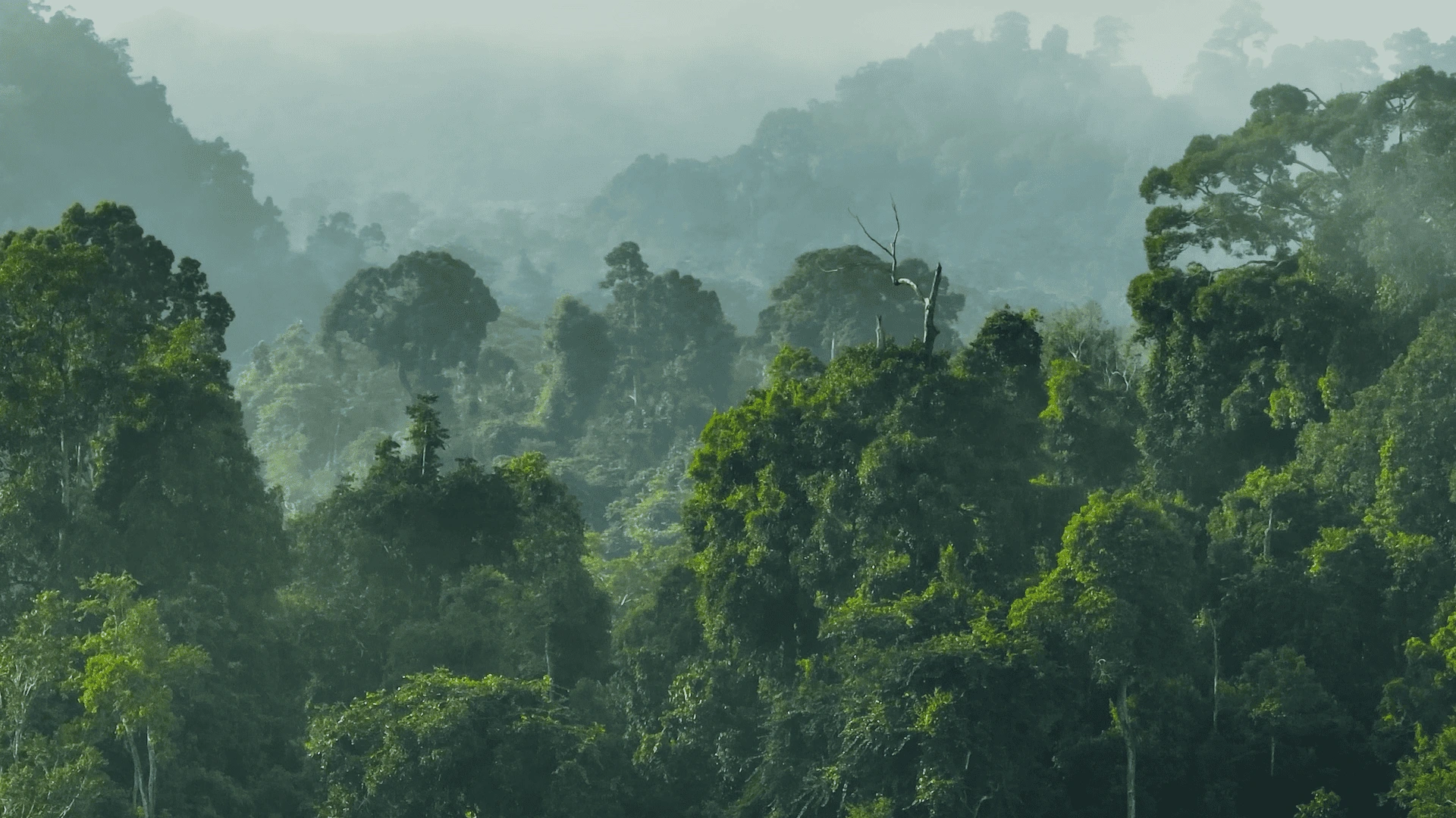 Tropischer Regenwald auf Borneo mit nebelverhangenen Baumkronen bei einer Indonesien Reise