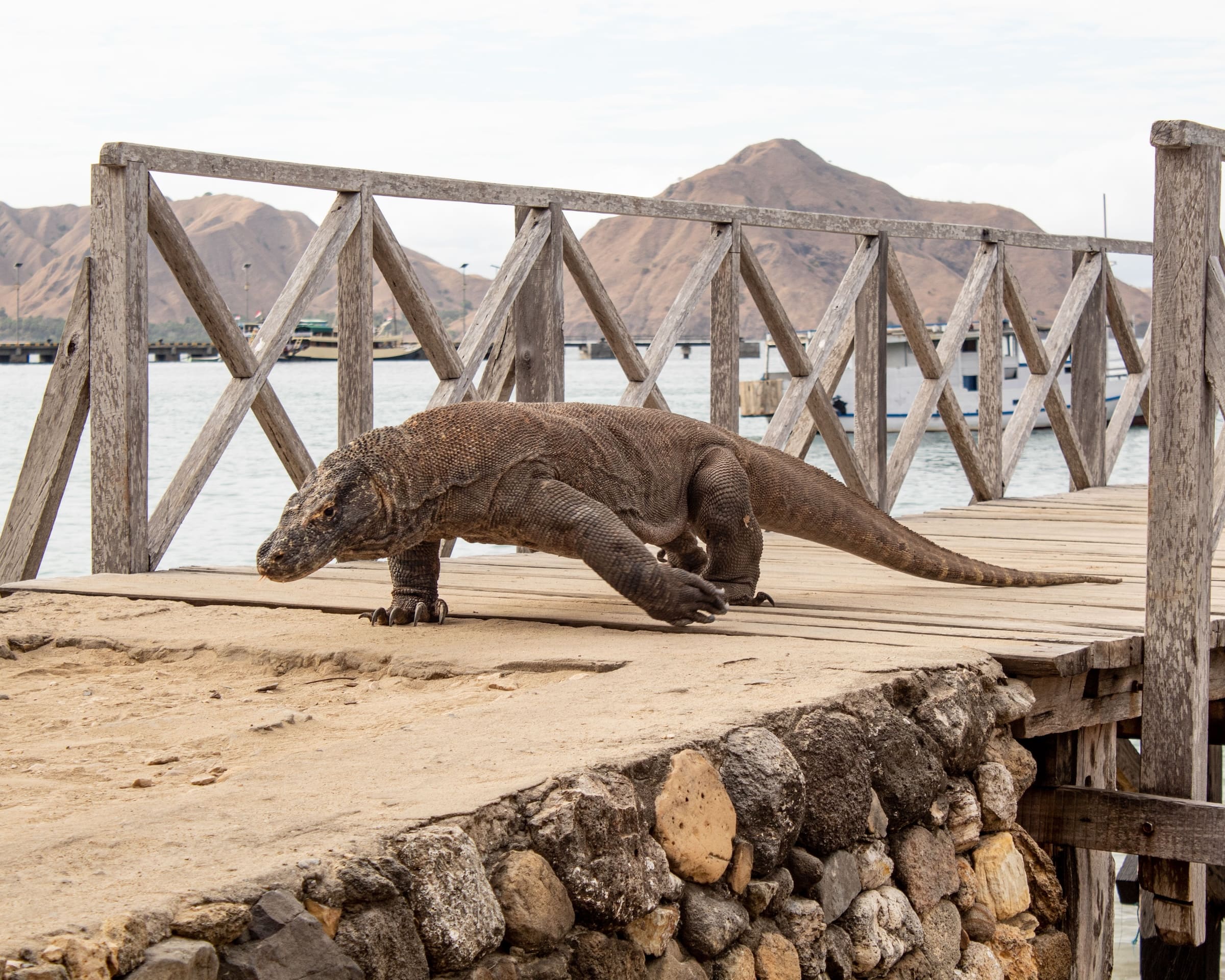 beautiful-shot-of-a-komodo-dragon-on-the-wooden-pi-2025-02-02-14-42-58-utc