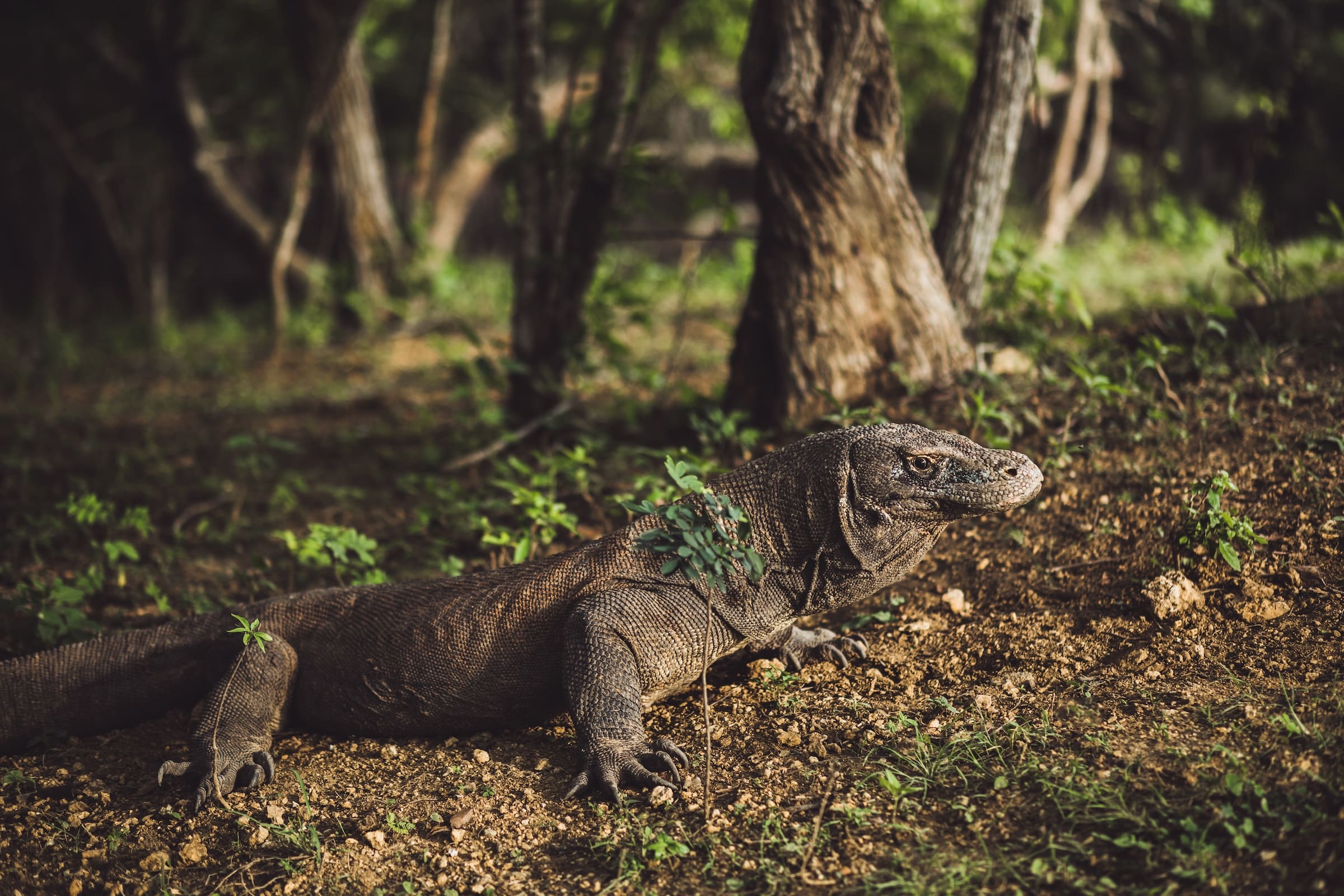 komodo-dragon-close-up-scientific-name-varanus-2024-09-15-20-10-29-utc