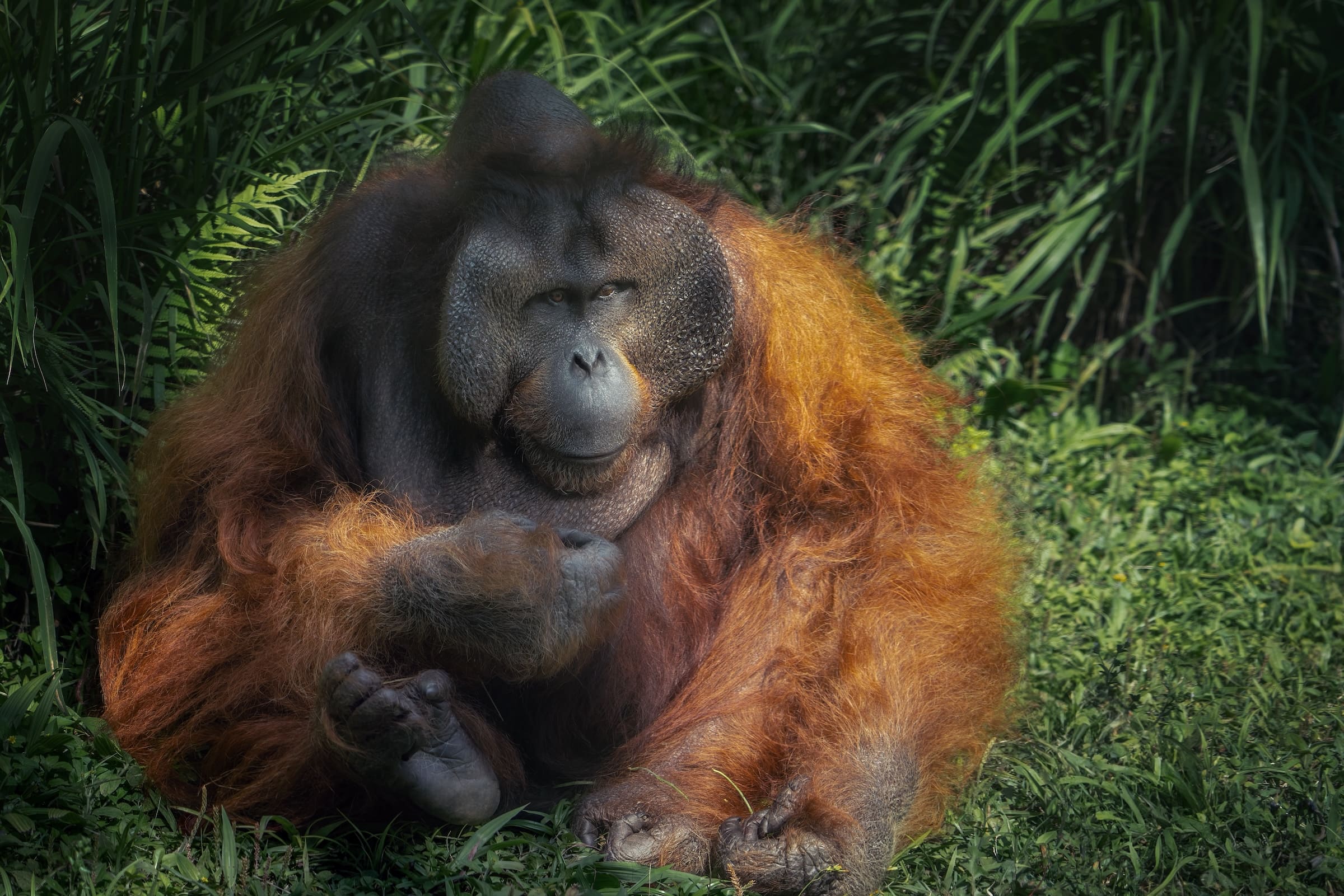 male-bornean-orangutan-pongo-pygmaeus-great-ap-2025-03-25-19-43-56-utc