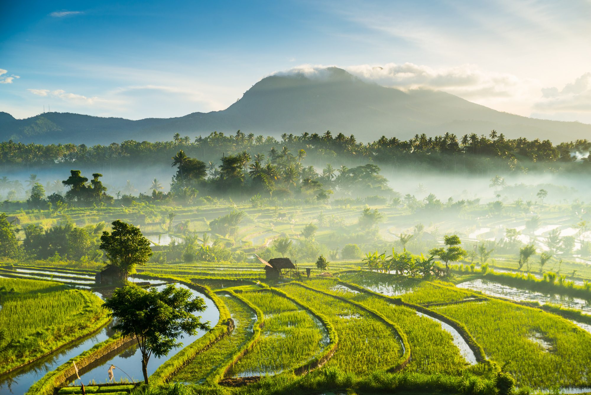 rice-fields-bali-indonesia.jpg