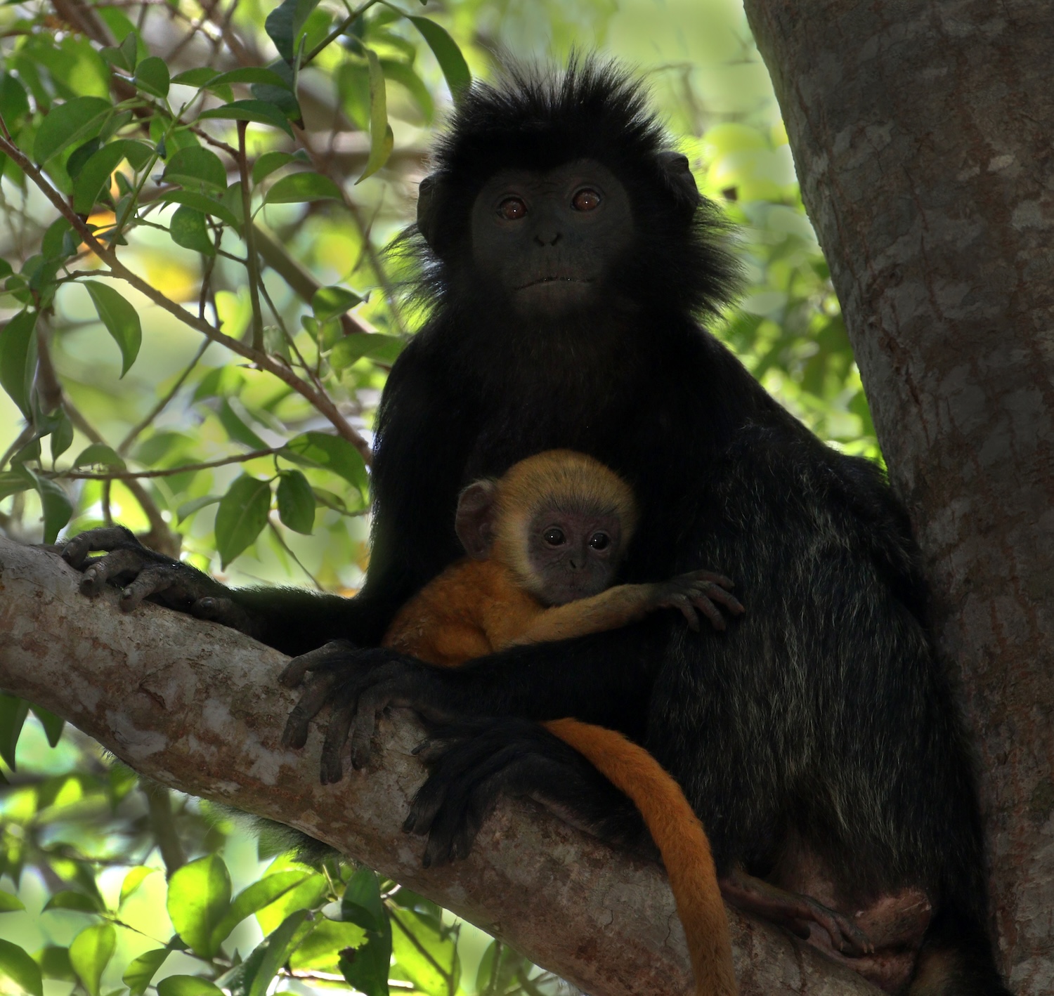 Bali Ebony Leaf Monkey