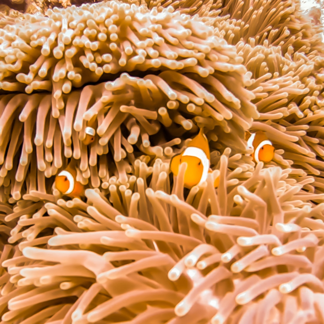 Clownfisch Menjangan Bali