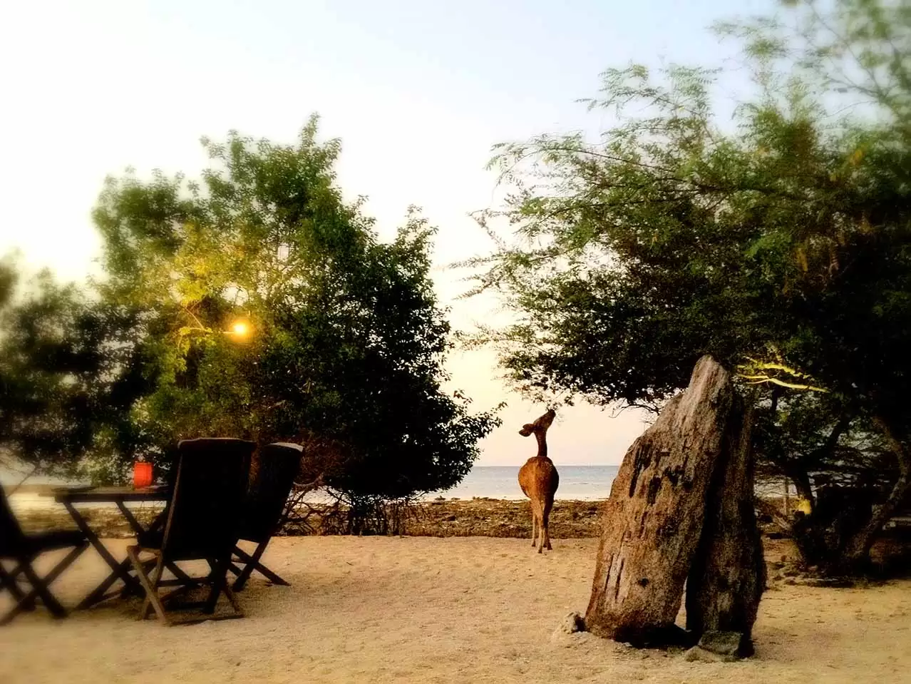 The-Menjangan-dinning-gallery-7