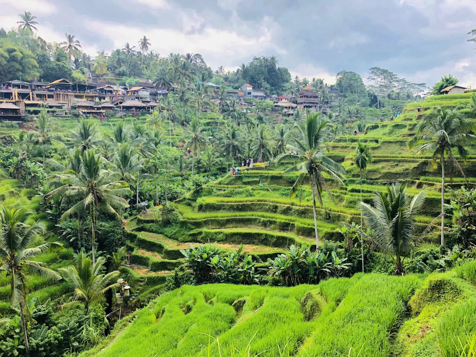 Reisterrassen von Tegallalang im Morgennebel mit traditionellem Bewässerungssystem, authentische Bali mit Kindern Erfahrung