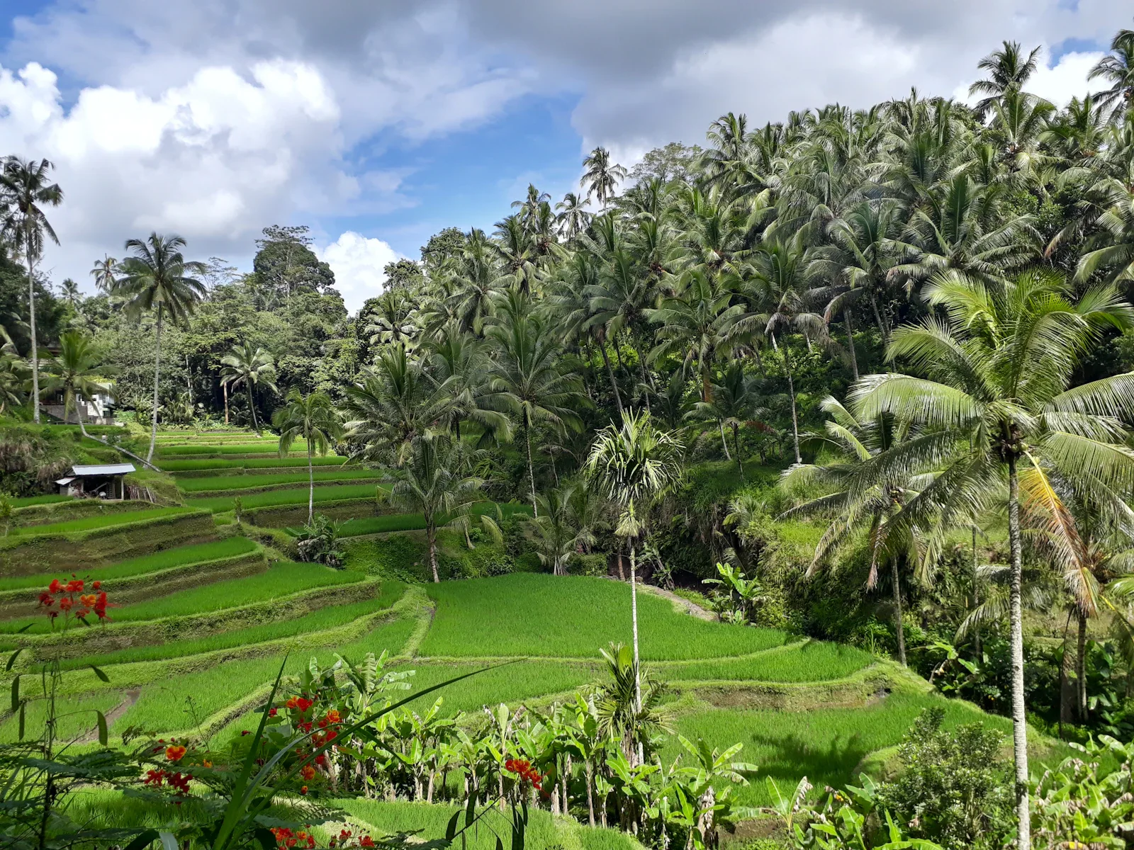 Reisfelder auf Bali unter dramatischen Regenwolken mit Sonnenstrahlen während der grünen Saison