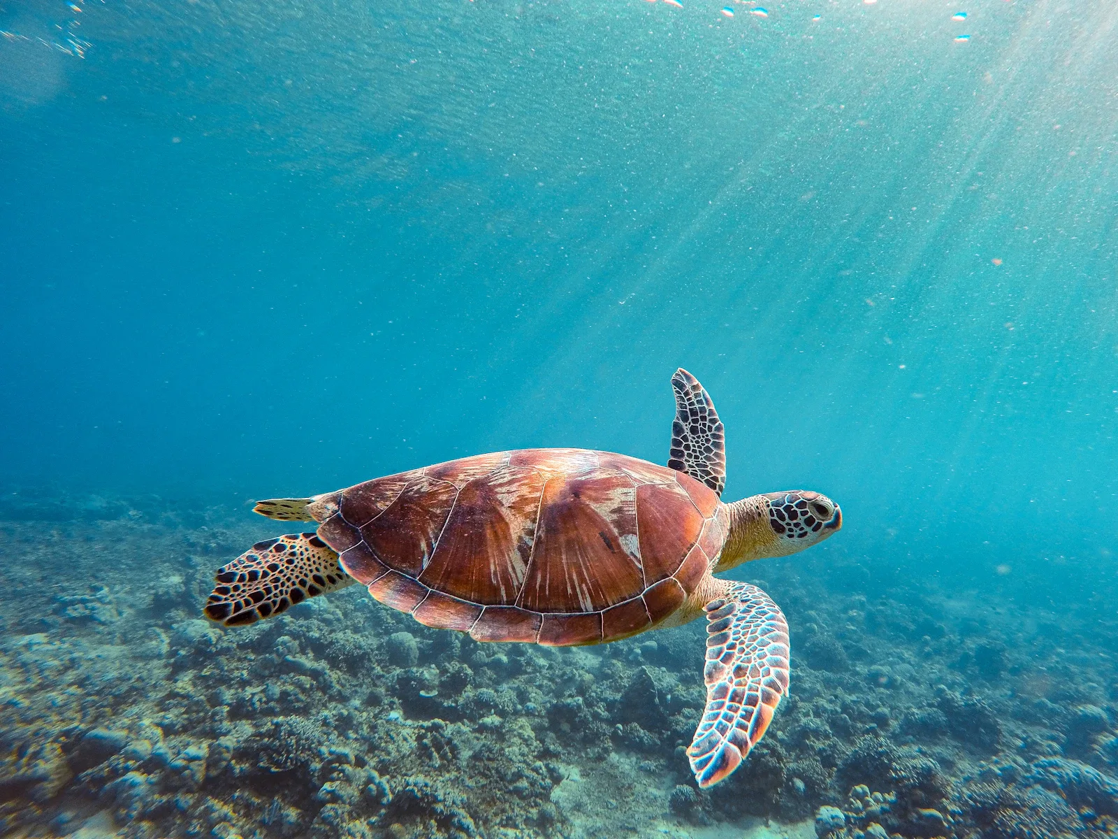 Meeresschildkröte beim Schnorcheln vor den Gili Inseln, klares türkisfarbenes Wasser, Lombok Indonesien