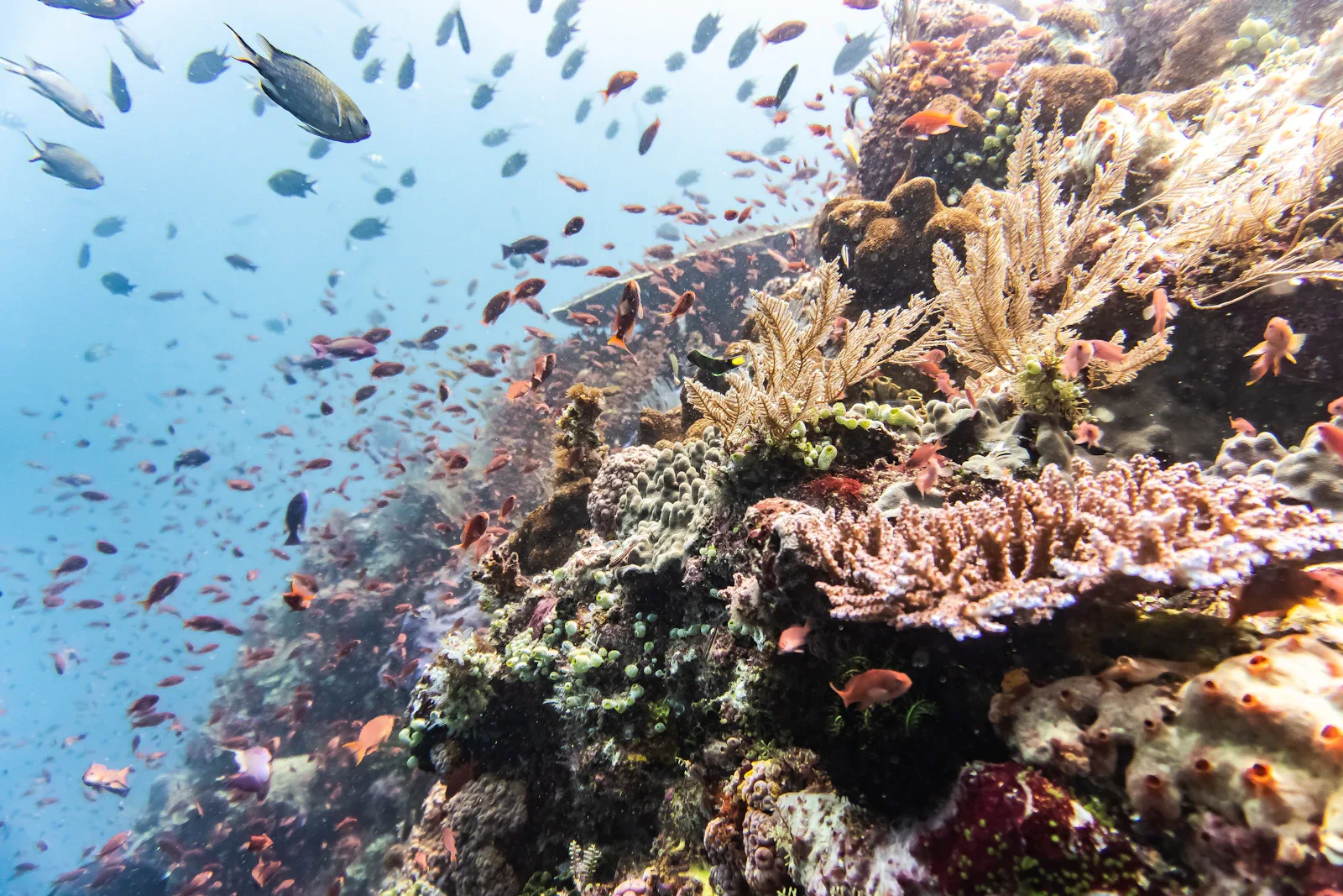 Schnorchler über buntem Korallenriff im klaren Wasser, Komodo-Nationalpark Unterwasserwelt Indonesien Meeresleben