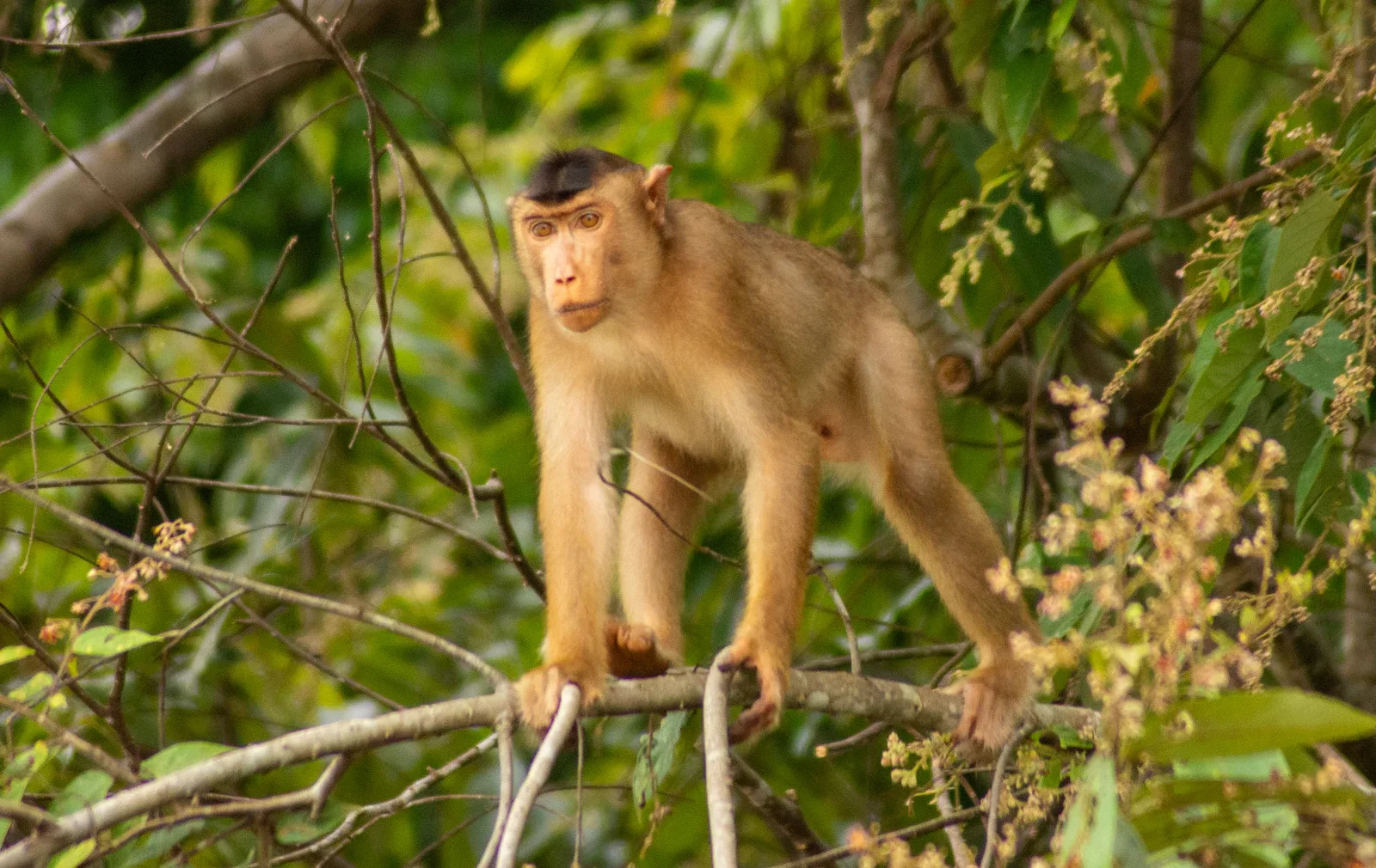 Proboscis-Affe mit charakteristischer Nase sitzt in Uferbäumen am Kinabatangan-Fluss auf Borneo bei Abenddämmerung