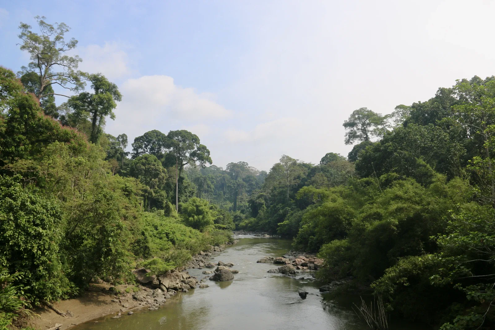 Geschützter Regenwald im Lower Kinabatangan Wildlife Sanctuary, Lebensraum bedrohter Tierarten auf Borneo, Sabah Malaysia