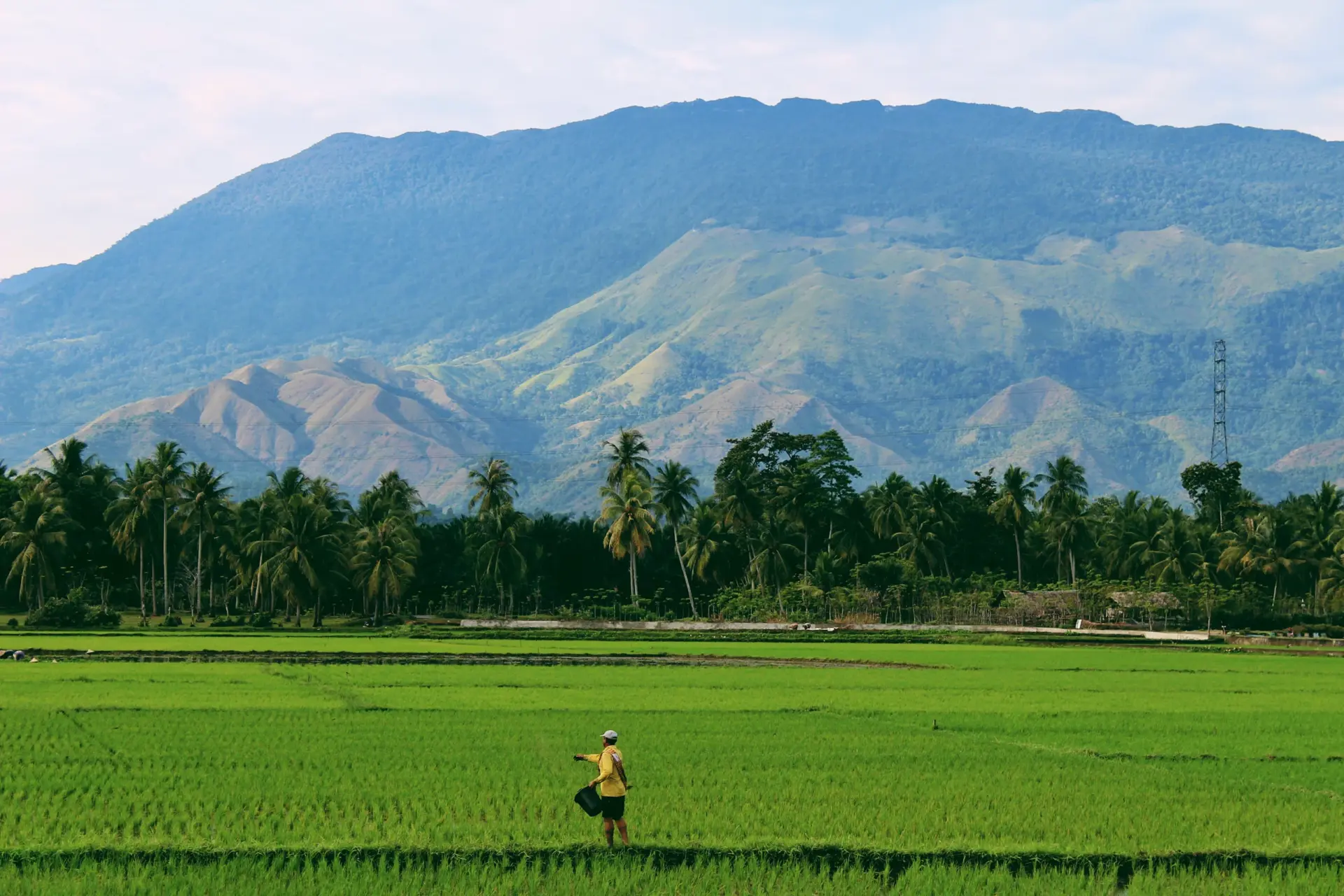 Panorama eines traditionellen Sasak-Dorfs umgeben von grünen Reisfeldern in Zentrallombok, Indonesien
