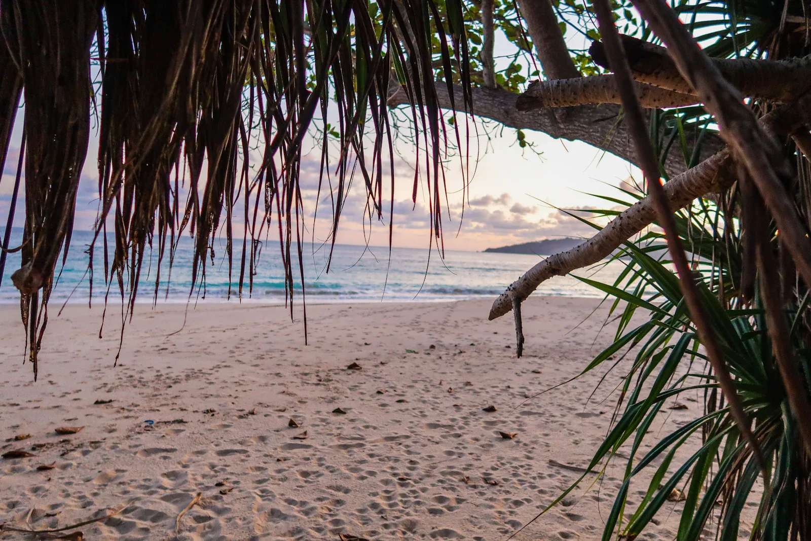 Mangroven im flachen Wasser bei Sonnenuntergang am Strand Walakiri, Sumba, Indonesien
